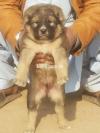 KING ALABAI MALE 50 DAYS FOR SALE SECURITY DOG