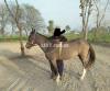Desi female horse for sale