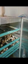 600 egg incubator