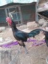 Thai & Burmese Chick Quality Plus Guaranted Imported Aseel Chick