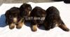 German Shepherd puppies Male/Female For Sale Only For Family