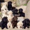 Top pedigree labrador pups from finest lines in all three colors