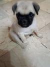 PUG PUPPY 2 MONTHS OLD AVAILABLE