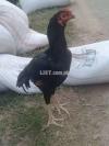 Black aseel patha for sale