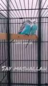 Australian parrots breeder pair For sale