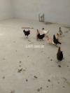 Egg laying Hens 850 each