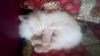 Percian cats and kittens for sell