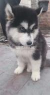 Husky blue eye puppy available