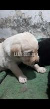 Labrador male pups