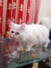 Persian Tripple coated cat