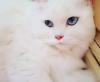 3pl coat persian male available for cross