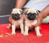 Extremely finest quality pug puppies from multi champion parents