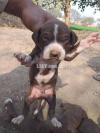 Pointer puppy for sale available German pointer