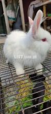 Lion Head Angora FAncy Rabbit Bunnies For Sale Long Hair wali