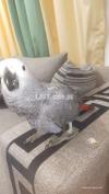 African grey parot for sale