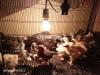 chicks of Plymouth barred,black bantom,white heavy cochin