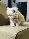 Pure Triple Coated Persian Male kitten