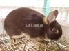 Netherland Dwarf Breeding Rabbit Imported & Pure