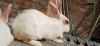 Adult male rabit white brown beautiful colour eyes