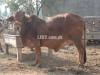 Cow For Sale 14 din baqi