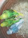 Australian Parrots Breader pairs for urgent sale Rawalpindi 2 Pairs