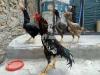 Fancy hens (king shamo, Yamato, serama, cochine heavy)