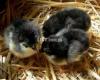 Day old Australorp chicks for Poultry Farmers & Hobbyists-95% Survival
