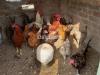 16 desi hens and 4 males for sale