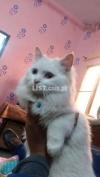 Persian cat double coated (doll face and odd eyes)