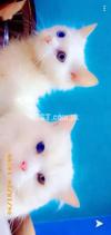PURE PERSIAN KITTEN FOR SALE