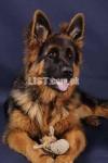 Highly pedigree 6 months old german shepherd pup best in pakistan