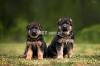 Highly pedigree long coated & stock coat german shepherd puppies