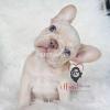 French Bulldog puppies Available for imort