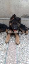 German shepherd puppy's for sale
