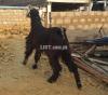 Pure Nachi goat big size breeding pair for sale