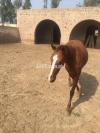 Nice female horse trained for riding and polo