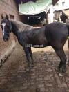 Horse for sale color dark black