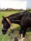 A black Desi Horse is available for sale in Gujranwala