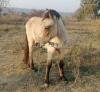 Horse wachera For sale very Beautiful and active