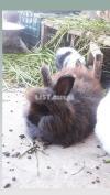 Lionhead Angora Double Mane Bunnies Rabbit Long Fur Pet Fancy Breed