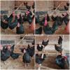 Black Australorp, RIR, Plymouth chicks, A+ grade. Day, week, month old
