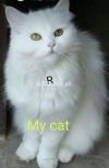 Persian cat pure white female for sale