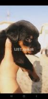 Rottweiler Male puppy available From Pedgriee Parents