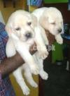 Show class labrador puppies from top notch pedigree lines