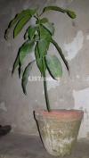 Mango Plant for sale