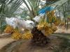 Plants of date palm