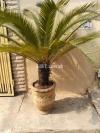 Kangi palm for sale
