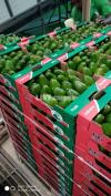 Imported & Organic Fruit & vegetable available(soursop,avacado) etc