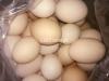 fresh Eggs Rs. 150 Pr dozen