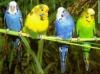 Australian bugries bird for sale